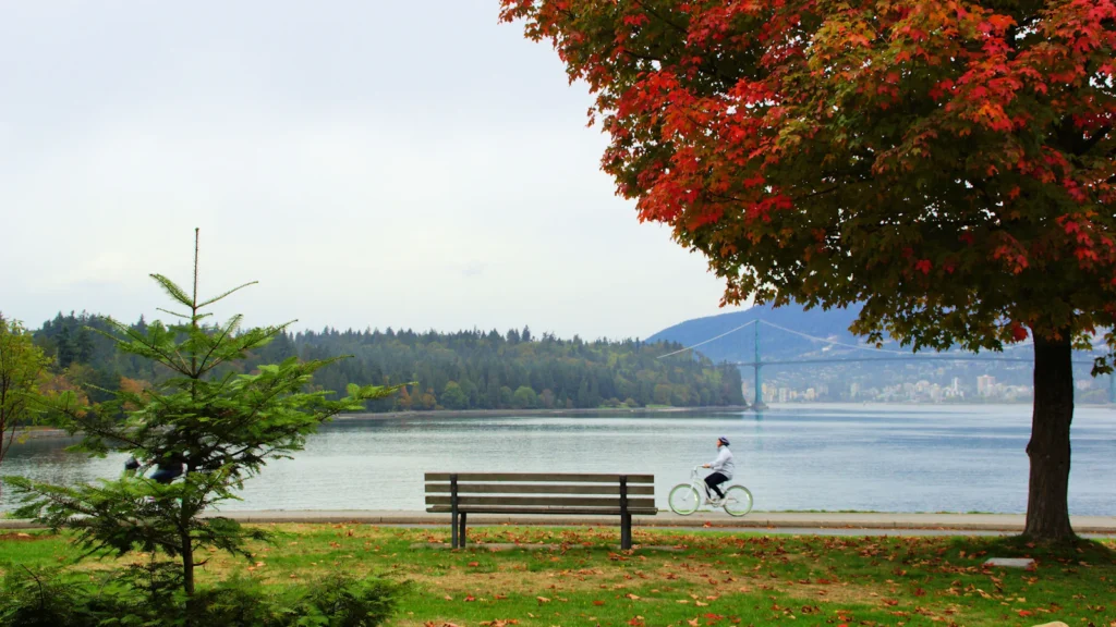 A bench under a red maple tree by the water in autumn, Canada